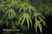 - Acer palmatum 'Ukigumo' Floating Clouds Japanese Maple - Mr Maple │ Buy Japanese Maple Trees