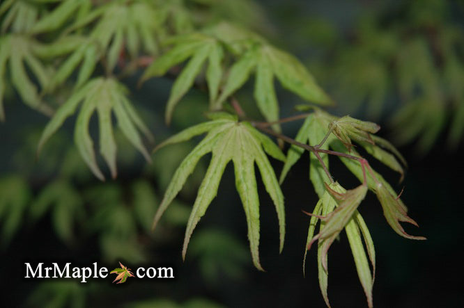 Acer palmatum 'Ukigumo' Floating Clouds Japanese Maple
