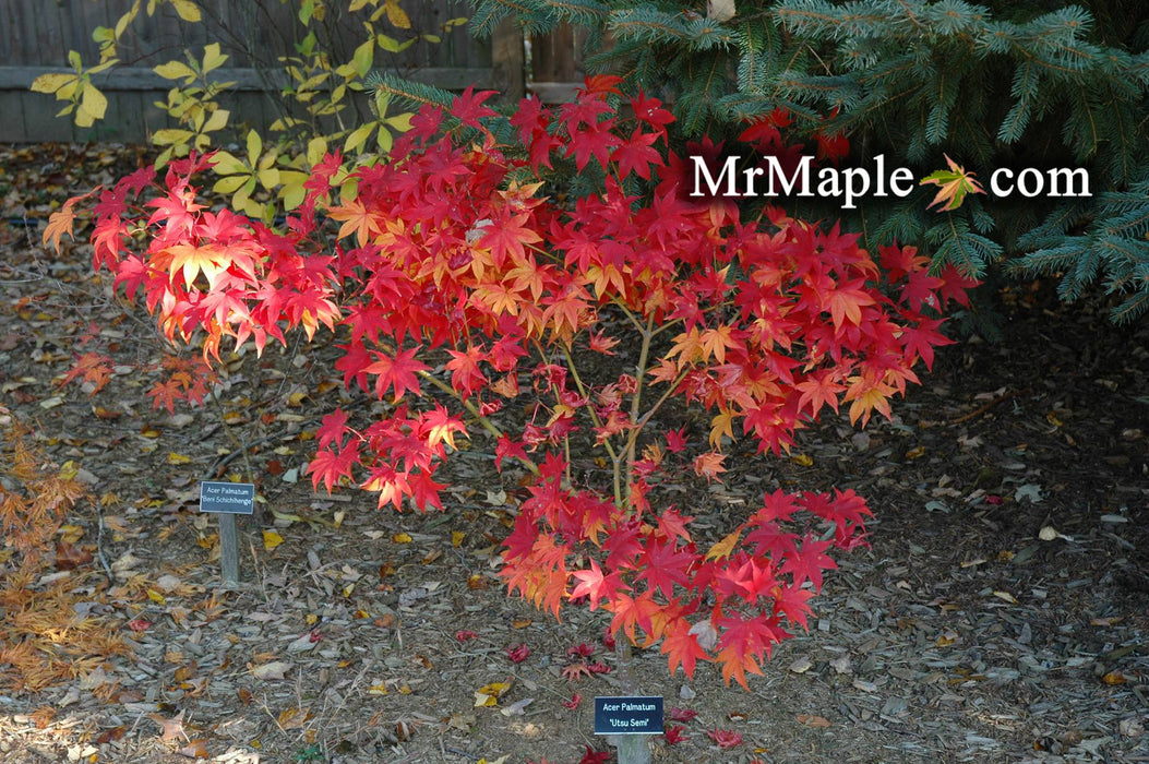 Acer palmatum 'Utsu semi' Japanese Maple
