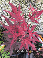 - Acer palmatum 'Waveleaf' Japanese Maple - Mr Maple │ Buy Japanese Maple Trees