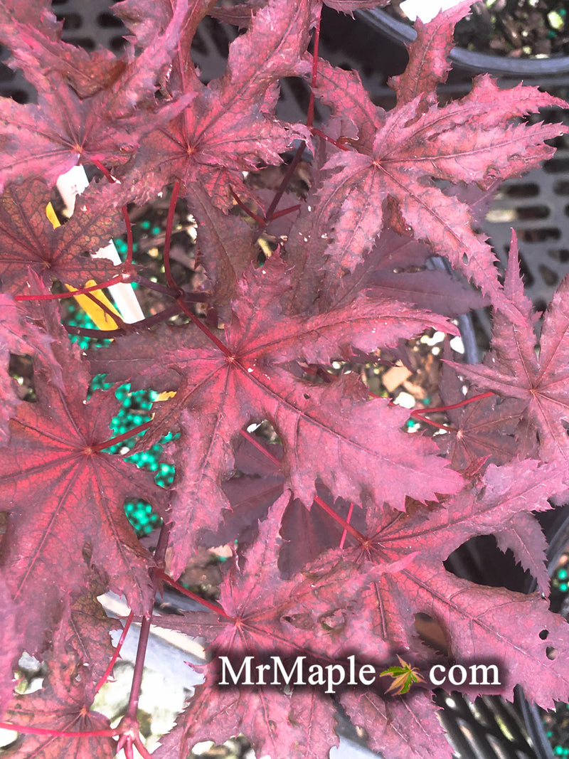 - Acer palmatum 'Waveleaf' Japanese Maple - Mr Maple │ Buy Japanese Maple Trees