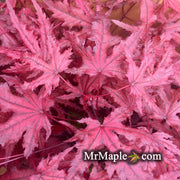- Acer palmatum 'Waveleaf' Japanese Maple - Mr Maple │ Buy Japanese Maple Trees