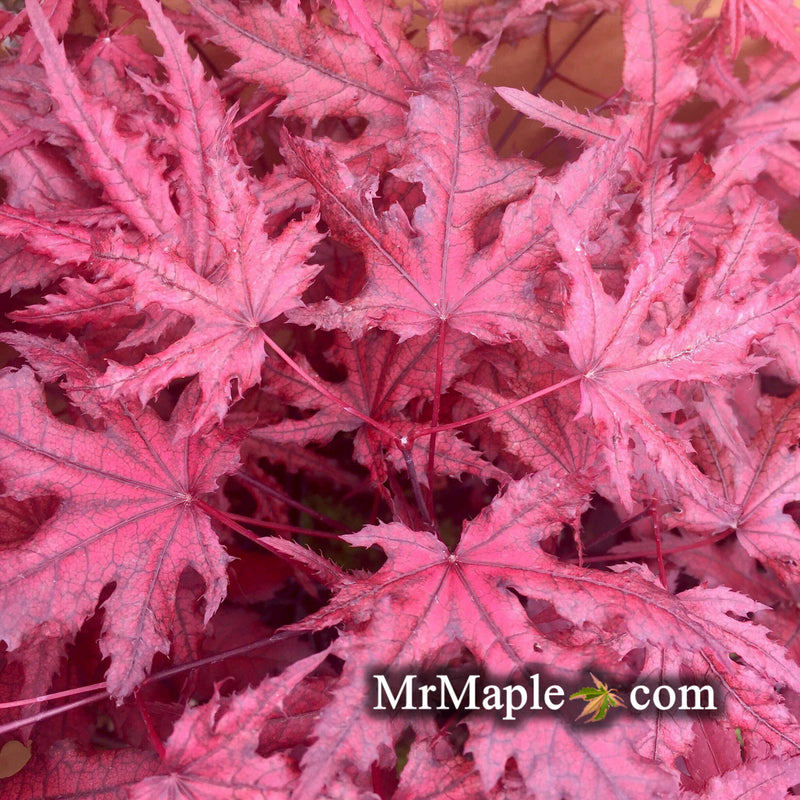 - Acer palmatum 'Waveleaf' Japanese Maple - Mr Maple │ Buy Japanese Maple Trees
