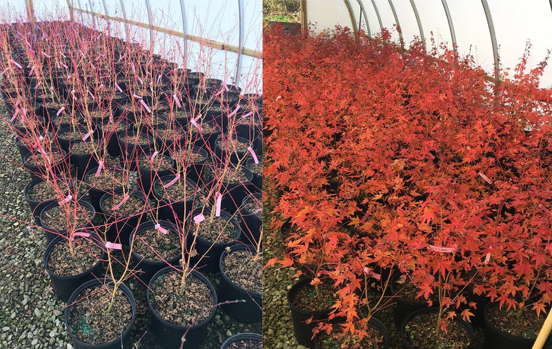 - Acer palmatum 'Wildfire' Coral bark Winter Interest Japanese Maple - Mr Maple │ Buy Japanese Maple Trees