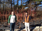 - Acer palmatum 'Wildfire' Coral bark Winter Interest Japanese Maple - Mr Maple │ Buy Japanese Maple Trees