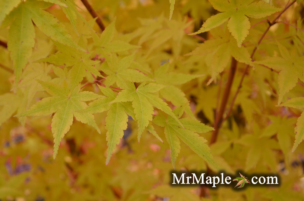 Acer palmatum 'Winter Orange' Orange Coral Bark Japanese Maple