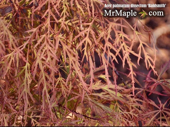 - Acer palmatum 'Baldsmith' Laceleaf Japanese Maple - Mr Maple │ Buy Japanese Maple Trees