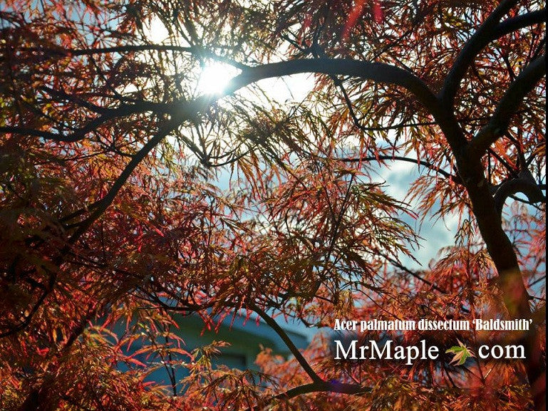 - Acer palmatum 'Baldsmith' Laceleaf Japanese Maple - Mr Maple │ Buy Japanese Maple Trees