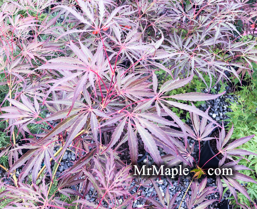 Acer palmatum 'Crimson Princess' Dwarf Weeping Japanese Maple