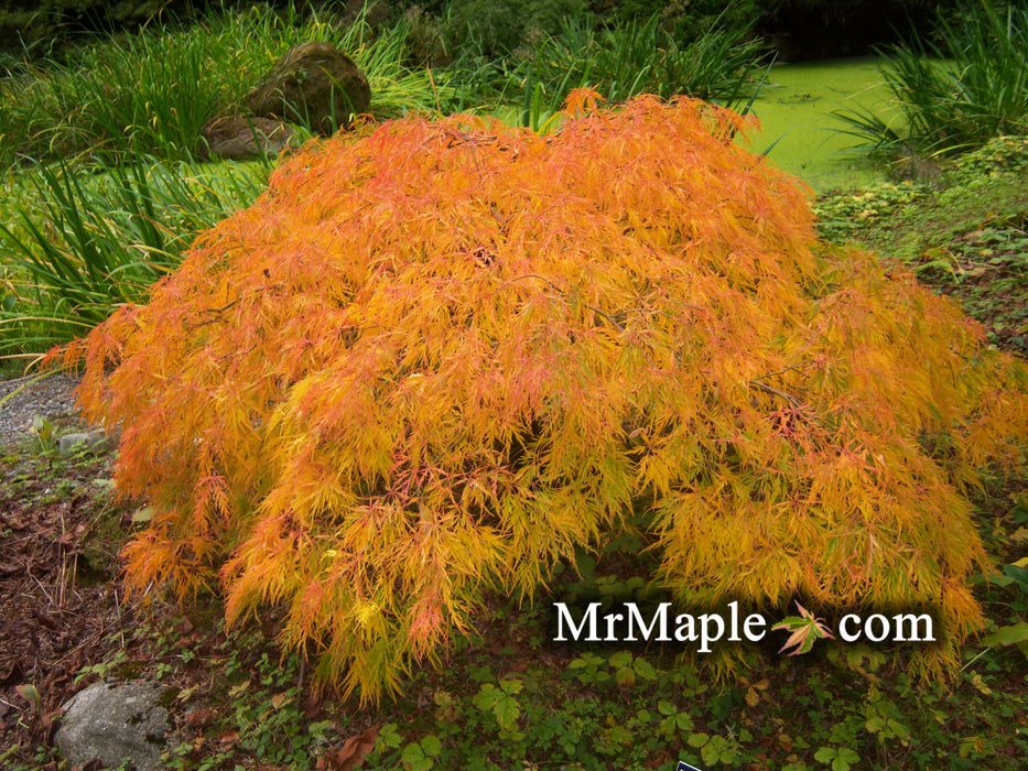 Acer palmatum 'Demi sec' Weeping Japanese Maple
