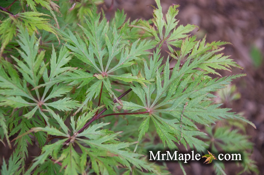Acer palmatum 'Felice' Dwarf Weeping Japanese Maple