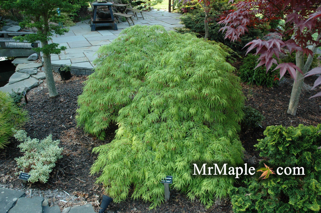 FOR PICKUP ONLY | Acer palmatum 'Green Spider' Japanese Maple | DOES NOT SHIP
