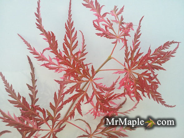 Acer palmatum 'Hana matoi' Japanese Maple