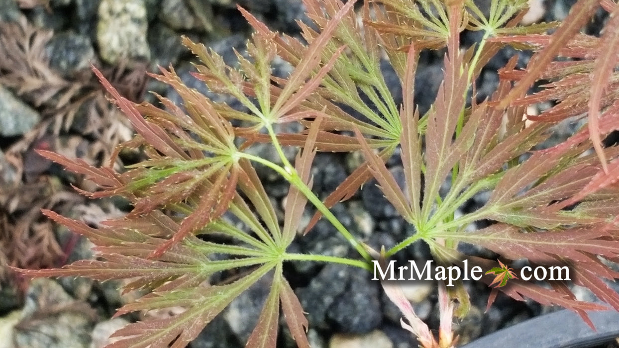 Acer palmatum 'Liberty Bell' Laceleaf Japanese Maple