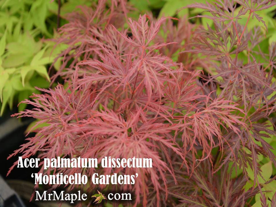 Acer palmatum 'Monticello Gardens' Dwarf Japanese Maple