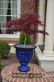 - Acer palmatum 'Red Dragon' Dwarf Japanese Maple - Mr Maple │ Buy Japanese Maple Trees