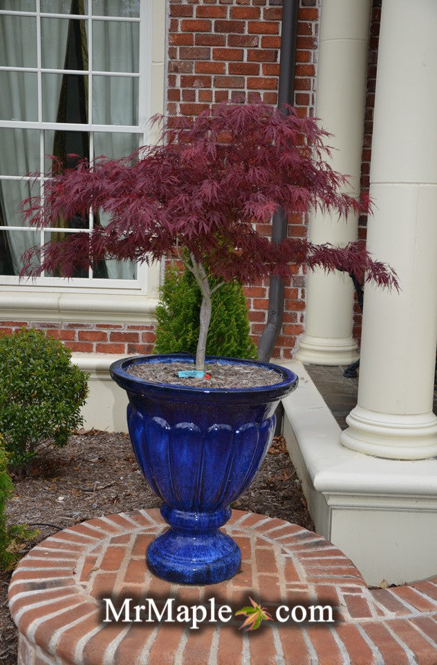 - Acer palmatum 'Red Dragon' Dwarf Japanese Maple - Mr Maple │ Buy Japanese Maple Trees