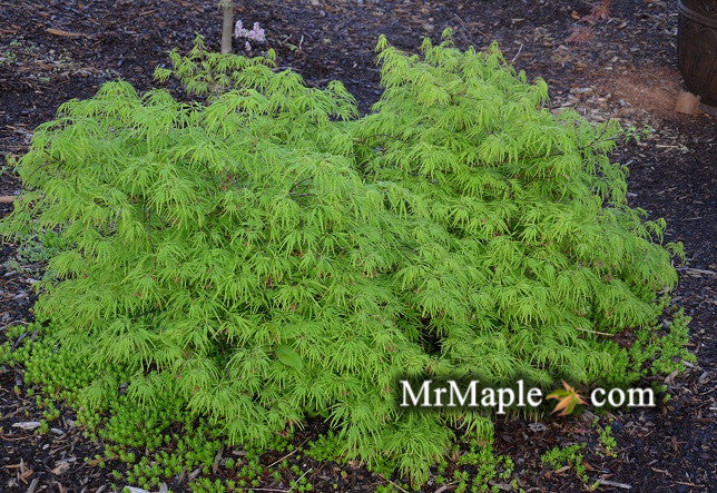 Acer palmatum 'Sekimori' Weeping Japanese Maple