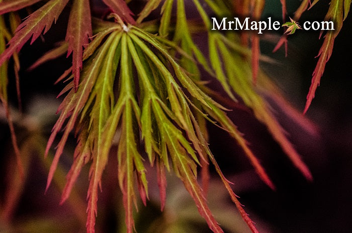 Acer palmatum 'Shu shidare' Weeping Japanese Maple