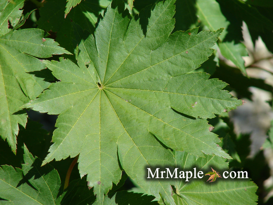 Acer pseudosieboldianum ssp takesimense Wild Collected Maple