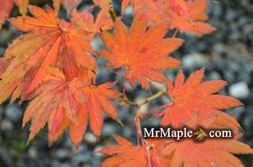 FOR PICKUP ONLY | Acer shirasawanum '6910' Full Moon Japanese Maple | DOES NOT SHIP
