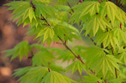 - Acer shirasawanum 'Jordan' Golden Full Moon Japanese Maple - Mr Maple │ Buy Japanese Maple Trees