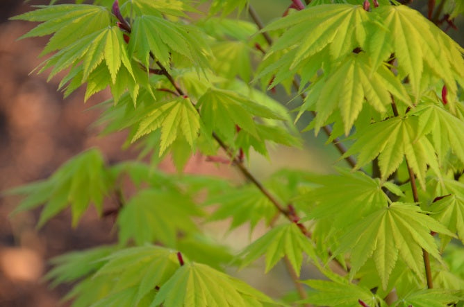 - Acer shirasawanum 'Jordan' Golden Full Moon Japanese Maple - Mr Maple │ Buy Japanese Maple Trees