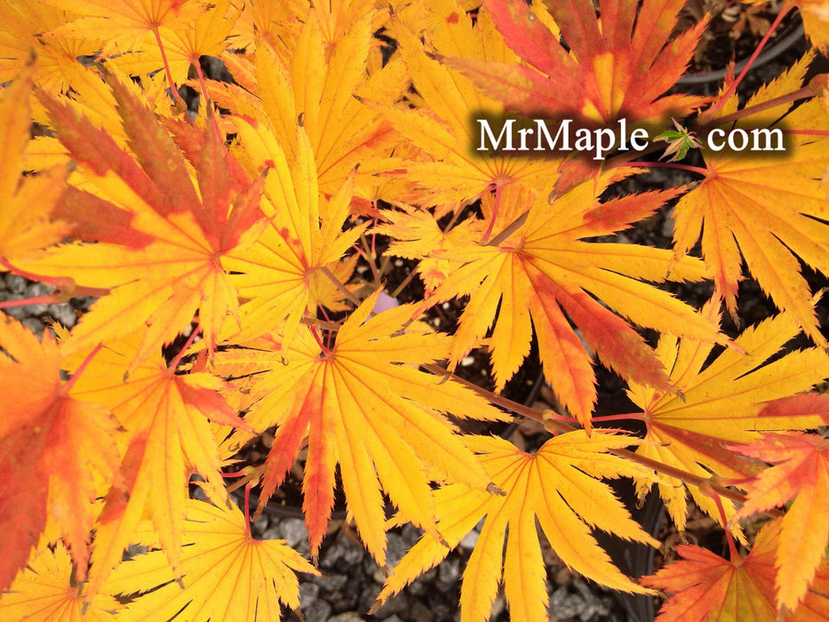 Acer shirasawanum 'Kalmhout' Full Moon Japanese Maple