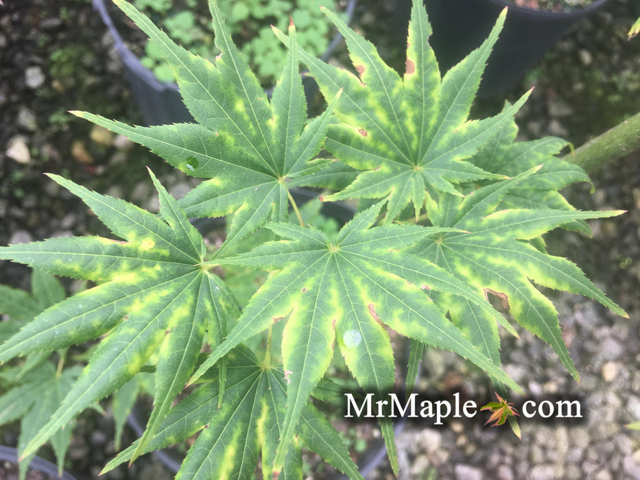 Acer shirasawanum 'Magic Moon' Japanese Maple