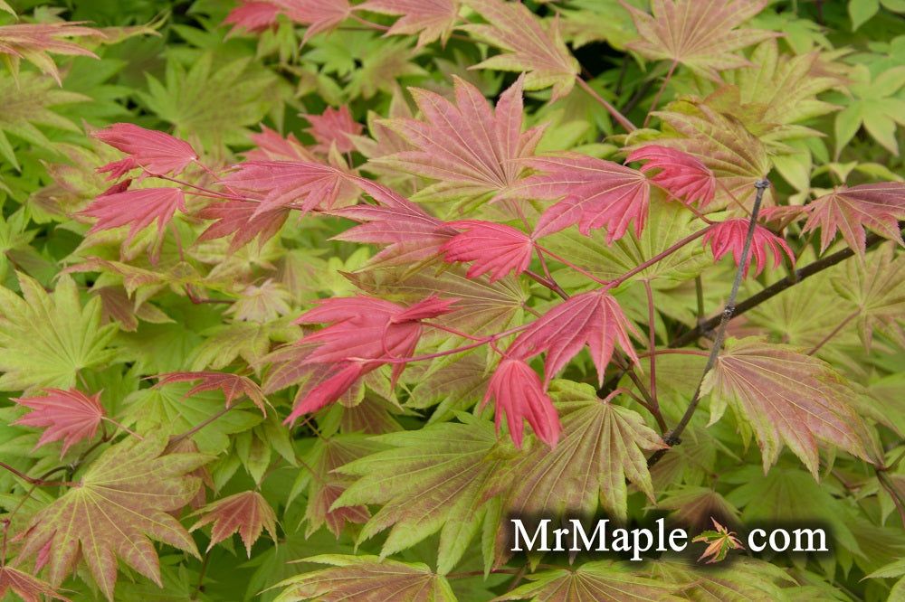 FOR PICKUP ONLY | Acer shirasawanum Moonrise™ Full Moon Japanese Maple | DOES NOT SHIP