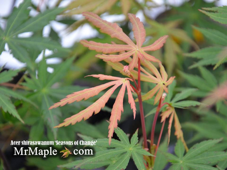 Acer shirasawanum 'Season's of Change' Full Moon Japanese Maple