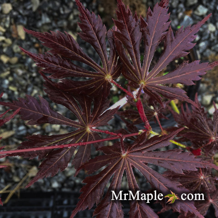 Acer shirasawanum 'Yasemin' Full Moon Japanese Maple
