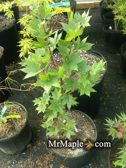 Acer sieboldianum 'Kinugasa yama' Japanese Maple