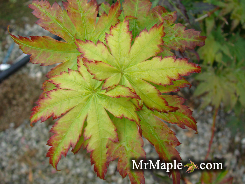 Acer sieboldianum 'Sode-no-uchi' Small Leaf Full Moon Japanese Maple