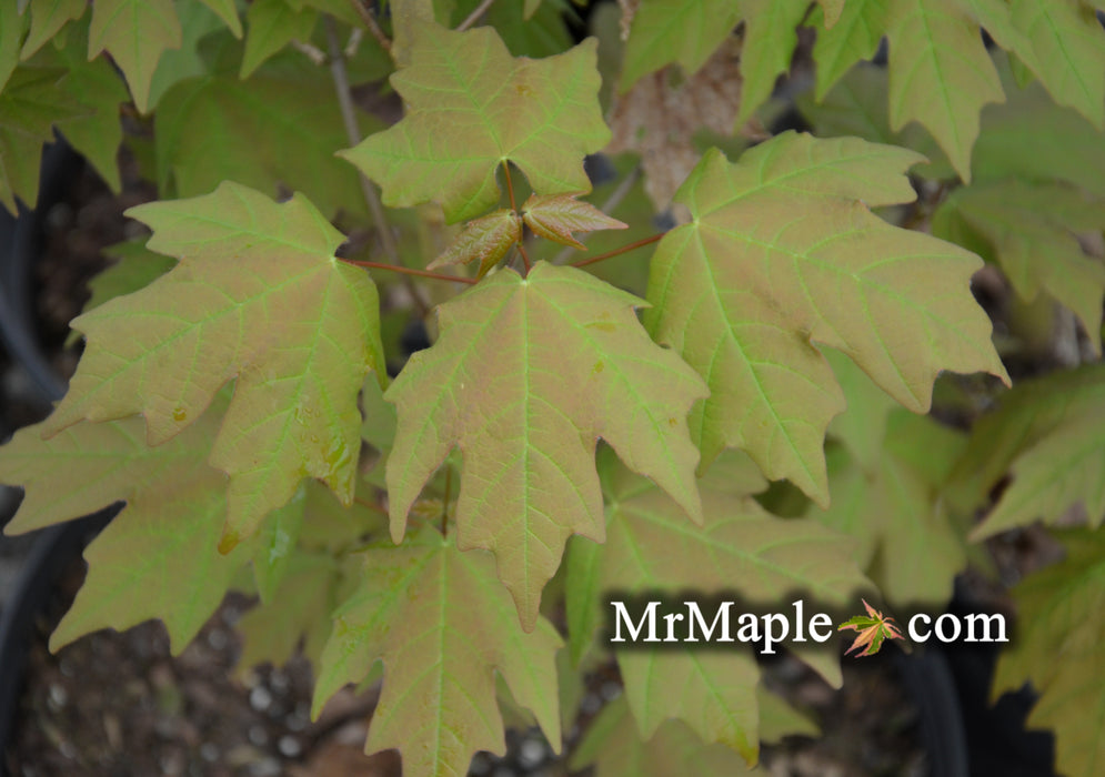Acer skutchii - Rare Mexican Cloud Forest Sugar Maple