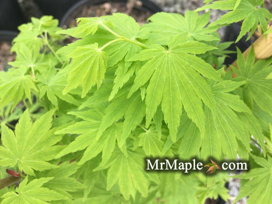 Acer tenuifolium 'Keikan zan' Full Moon Japanese Maple