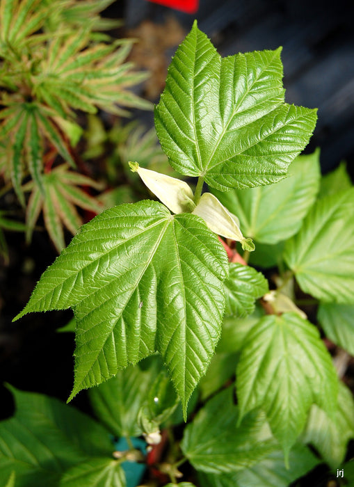 Acer conspicuum x 'Phoenix' Snakebark Japanese Maple