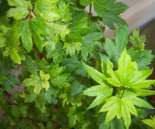 Acer circinatum 'Little Gem' Alleyne Cook Vine Japanese Maple