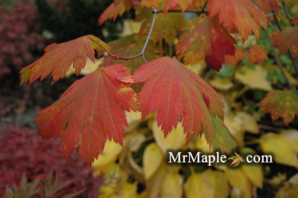 Acer japonicum 'Emmett's Pumpkin' Full Moon Japanese Maple