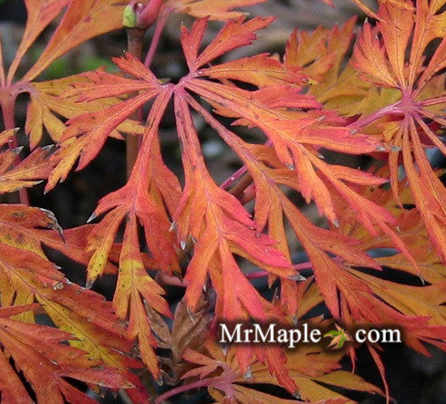 Acer japonicum 'Filicifolium' Full Moon Japanese Maple
