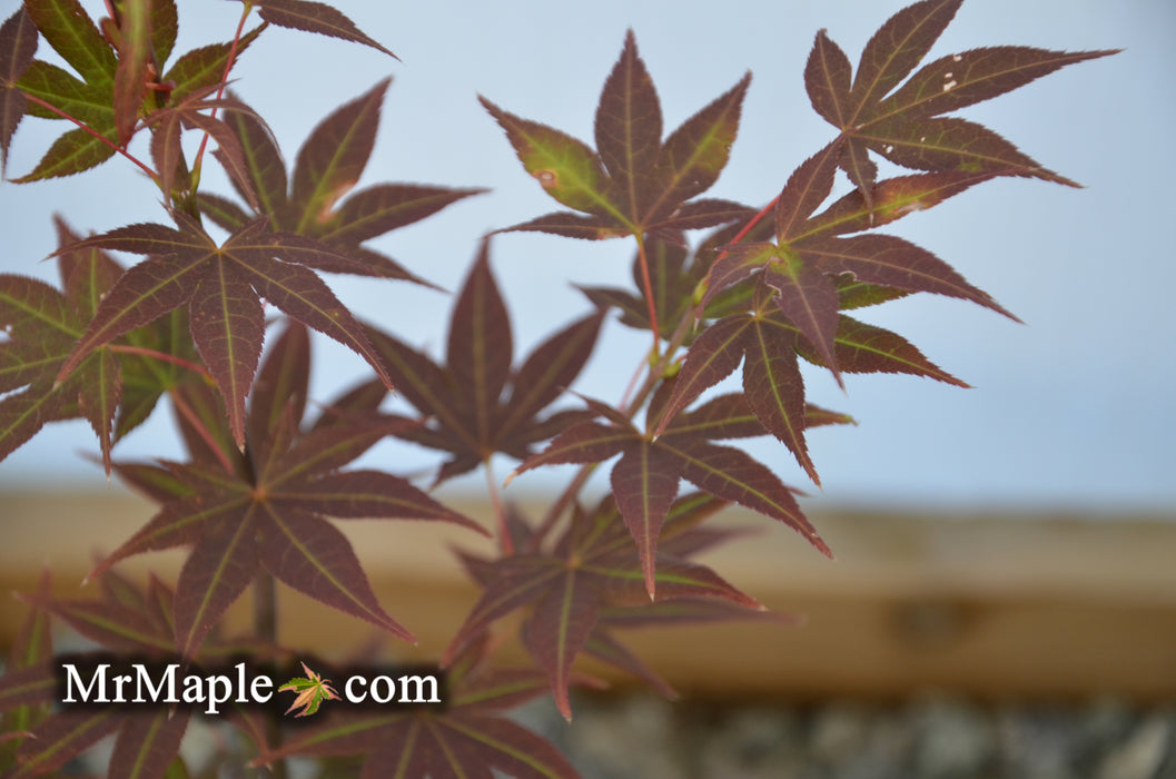 Acer palmatum 'Yezo nishiki’ Japanese Maple