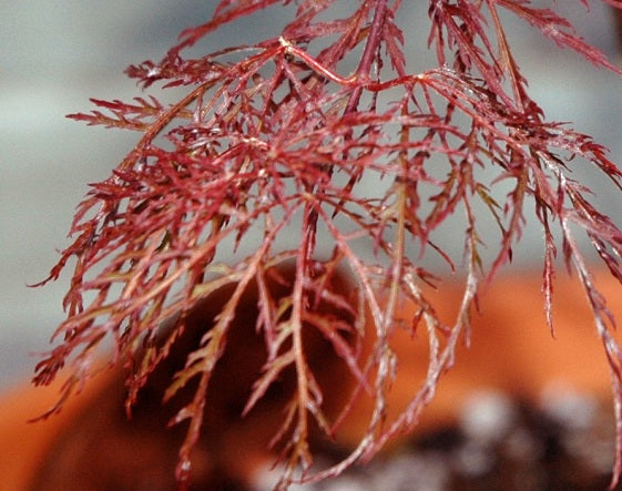 Acer palmatum 'Beni kumo no su' Dwarf Japanese Maple