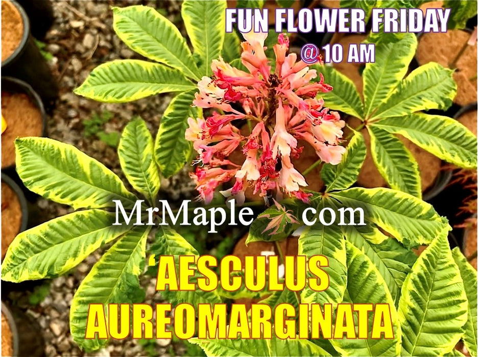Aesculus x carnea 'Aureomarginata' Variegated Red Horse Chestnut