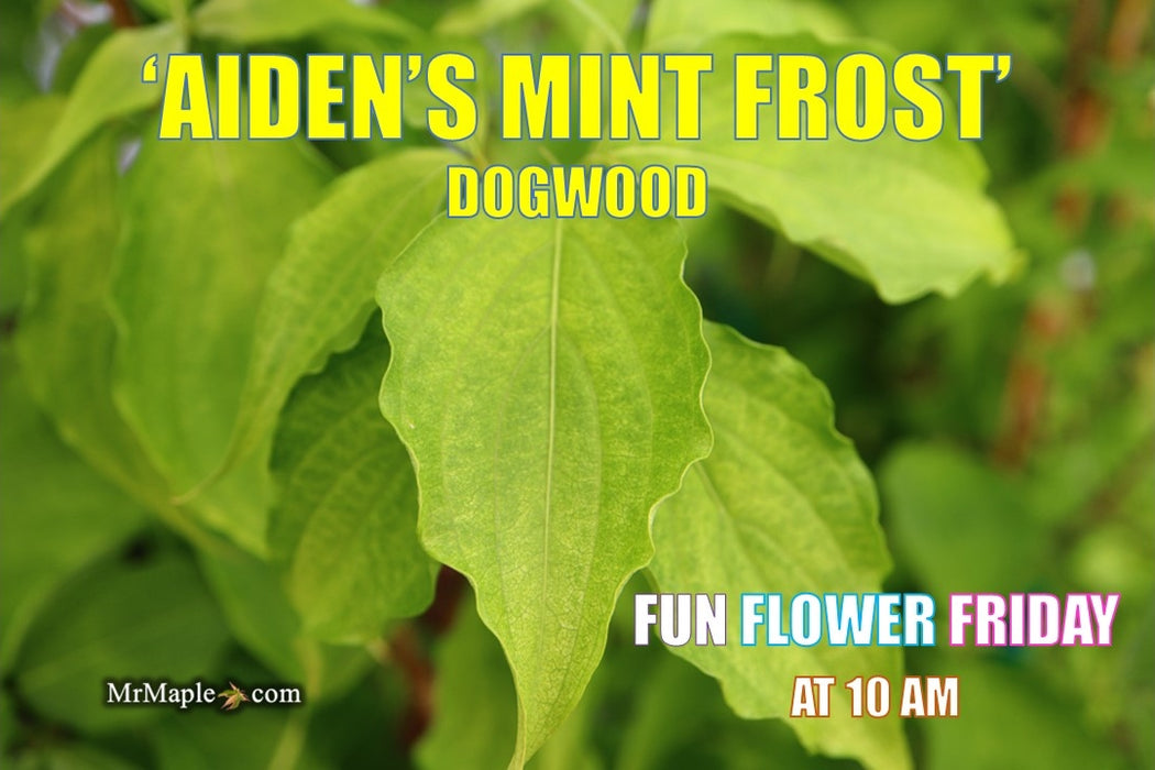 Cornus kousa 'Aiden's Mint Frost' Flowering Dogwood
