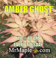 - Acer palmatum 'Amber Ghost' Japanese Maple - Mr Maple │ Buy Japanese Maple Trees