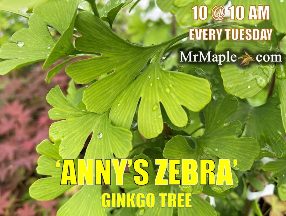 Ginkgo biloba 'Anny’s Zebra' Ginkgo Tree