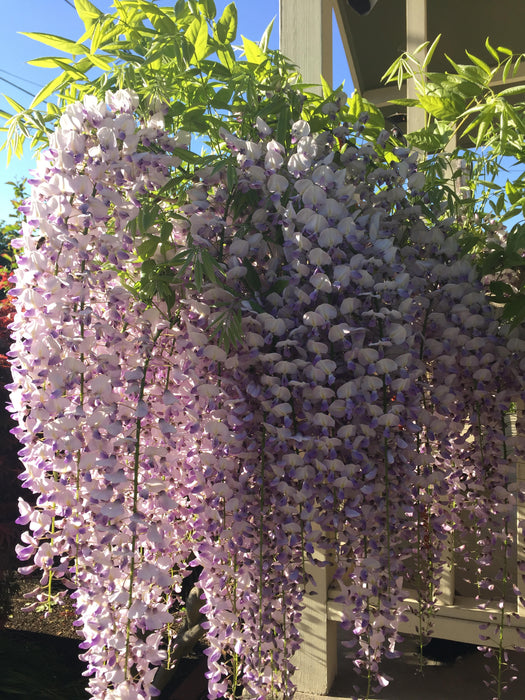 Wisteria floribunda 'Anwen' Lavender Japanese Wisteria