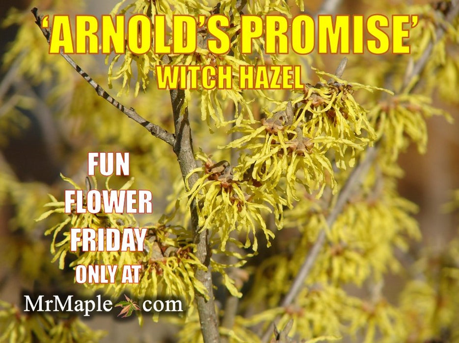 Hamamelis x intermedia 'Arnold's Promise' Golden Witch Hazel
