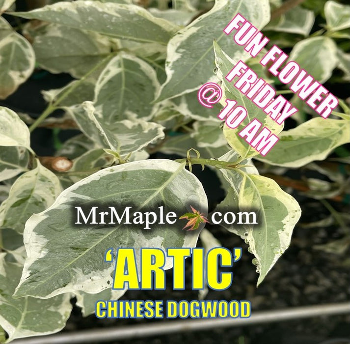 Cornus kousa 'Arctic' White Variegated Chinese Dogwood