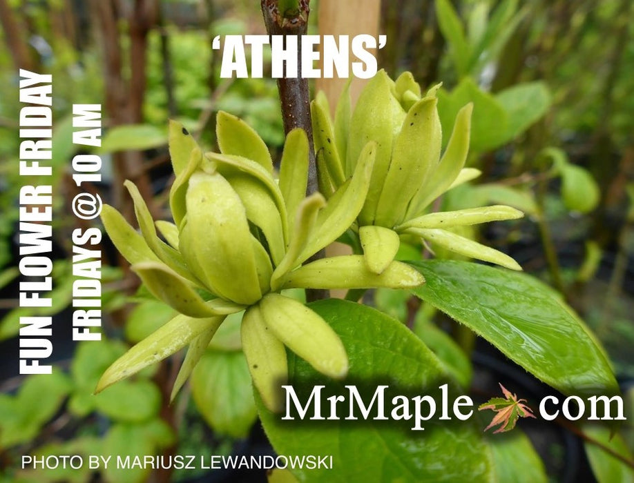 Calycanthus floridus 'Athens' Sweet shrub